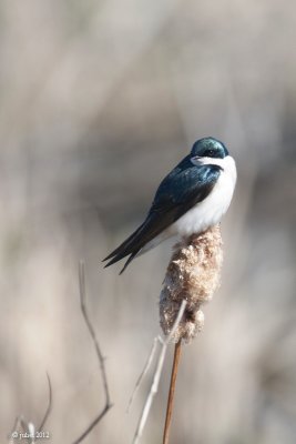 Hirondelle bicolore (Tree swallow)