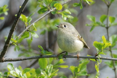 Roitelet à couronne rubis  (Ruby-crowned Kinglet)