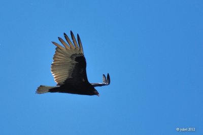 Urubu  tte rouge (Turkey vulture)