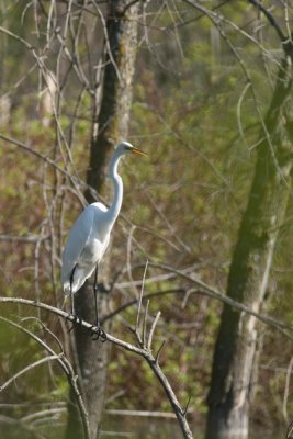 Grande aigrette (Great egret)