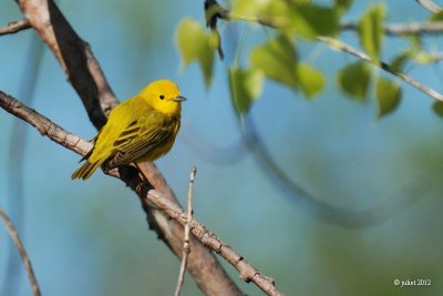 Paruline jaune (Yellow warbler)