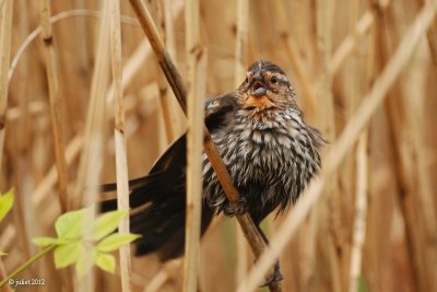 Carouge  paulettes (Red-winged blackbird)