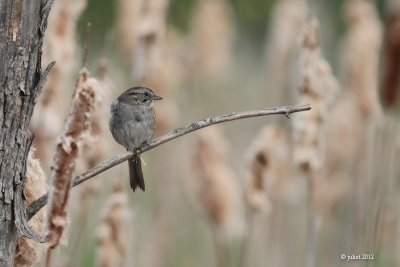 Bruant des marais (Swamp sparrow)