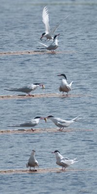 Sterne Pierregarin (Common tern)