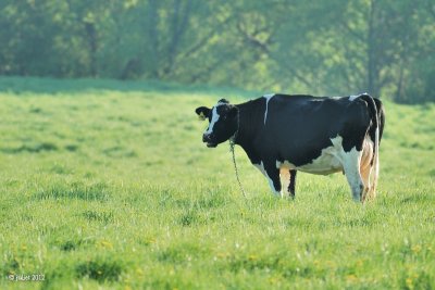 Vache Holstein (Cow Holstein)