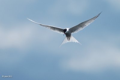 Sterne pierregarin (Common tern)