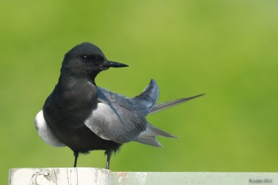 Guifette noire (Black tern)