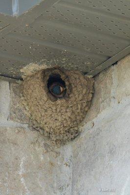 Hirondelle  front blanc (Cliff swallow)