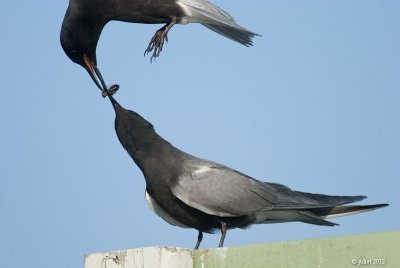 Guifette noire (Black tern)