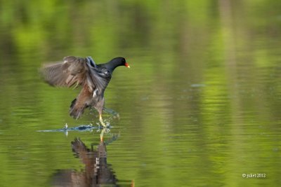 Gallinule d'Amrique (Common moorhen)