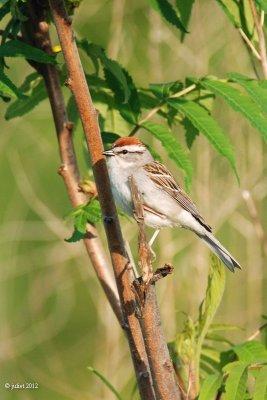 Bruant familier (Chipping sparrow)