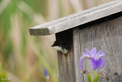 Hirondelle bicolore (Tree swallow)