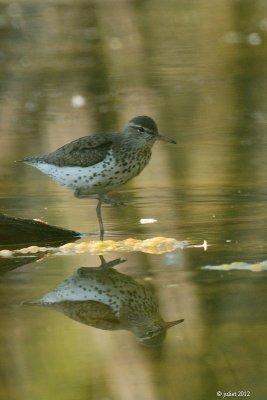 Chevalier grivel (Spotted Sandpiper)
