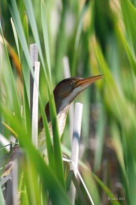 Petit blongios (Least bittern)