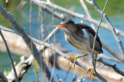 Petit blongios (Least bittern)