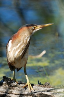 Petit blongios (Least bittern)