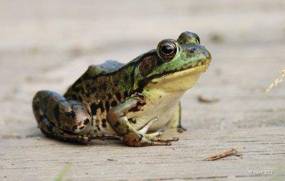 Grenouille verte femelle (Northern green frog)