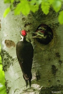 Grand pic (Pileated woodpecker)