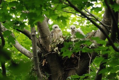 Buse  paulettes (Red-shouldered hawk)