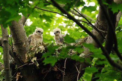 Buse  paulettes (Red-shouldered hawk)