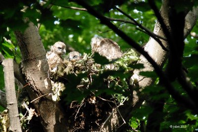 Buse  paulettes (Red-shouldered hawk)