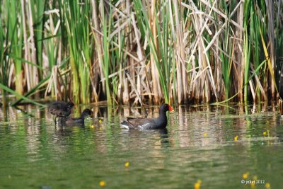 Gallinule d'Amrique (Common moorhen)