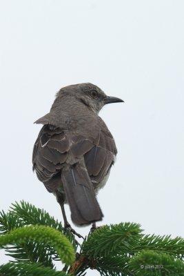 Moqueur polyglotte (Northern mockingbird)