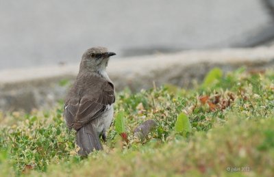 Moqueur polyglotte (Northern mockingbird)