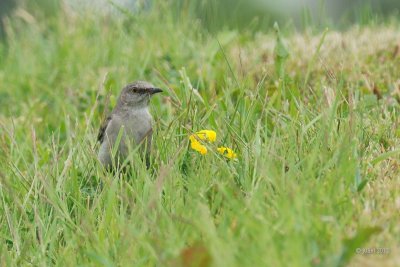 Moqueur polyglotte (Northern mockingbird)