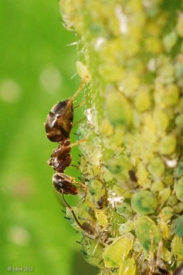 Fourmi et pucerons (Ant tending to Aphids)