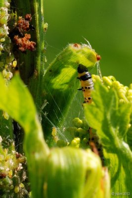 Tisseuse du panais (Parsnip webworm caterpillar)