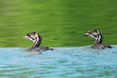 Grèbe à bec bigarré (Pied-billed grebe)