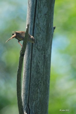 Troglogyte familier (House wren)