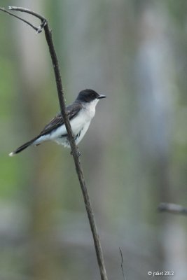 Tyran tritri (Eastern kingbird)