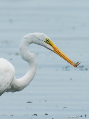 Grande aigrette (Great egret)