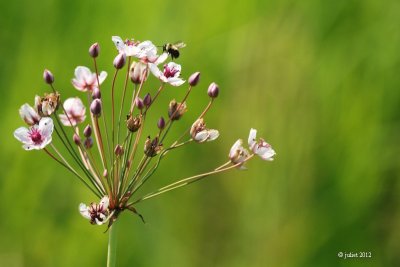 Jonc fleuri ou Butome  ombelle (Flowering rush or grass rush)