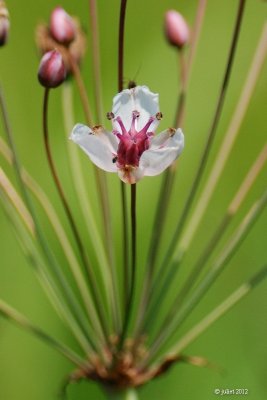 Jonc fleuri ou Butome  ombelle (Flowering rush or grass rush)