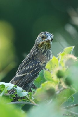 Carouge à épaulettes jeune (Red-winged blackbird)