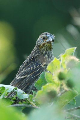 Carouge  paulettes jeune (Red-winged blackbird)