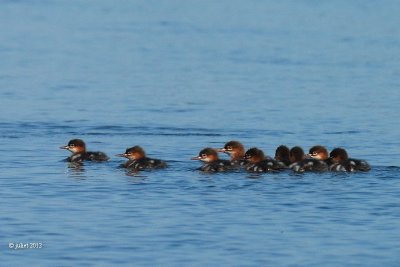 Harle hupp (Red-breasted Merganser)