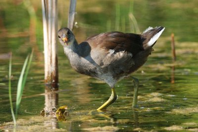 Gallinule d'Amrique jeune (Common moorhen)