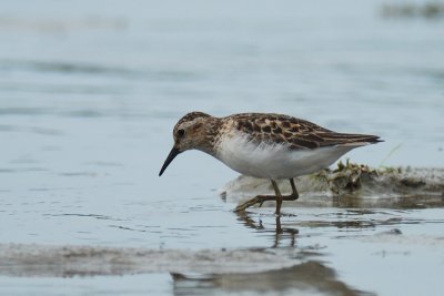 Bcasseau minuscule (Least sandpiper)