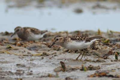 Bcasseau minuscule (Least sandpiper)