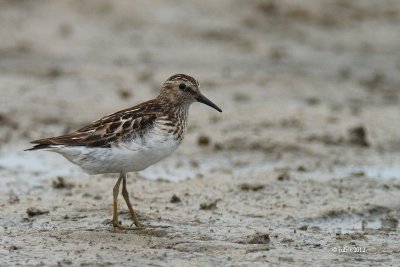 Bcasseau minuscule (Least sandpiper)