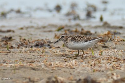 Bcasseau minuscule (Least sandpiper)