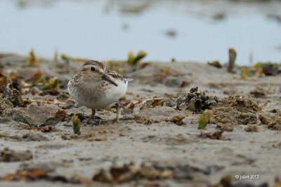 Bcasseau minuscule (Least sandpiper)