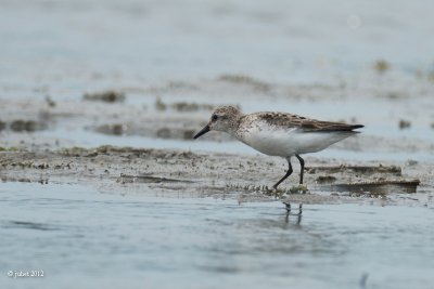 Bcasseau semipalm (Semipalmated sandpiper)