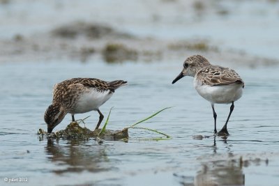 Bcasseau minuscule et Bcasseau semipalm (Semipalmated sandpiper)