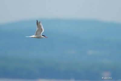 Sterne Pierregarin (Common tern)
