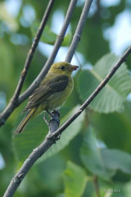 Piranga carlate juvenile  (Scarlet tanager)